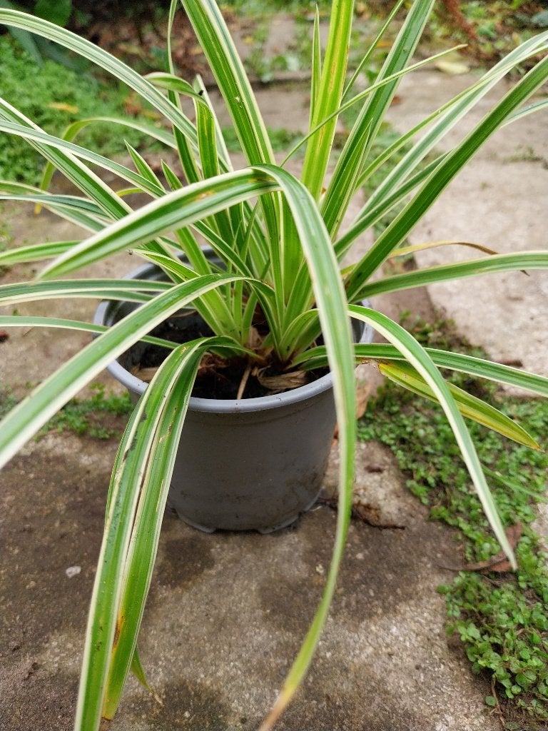 Siergras Zegge, Tuin en Terras, Ophalen, Vaste plant, Bodembedekkers, Halfschaduw