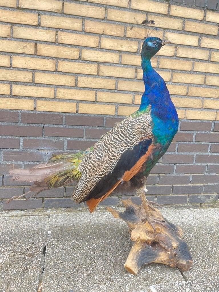 Opgezette Pauw 86 cm hoog, Verzamelen, Dierenverzamelingen, Ophalen, Zo goed als nieuw, Vogel, Opgezet dier