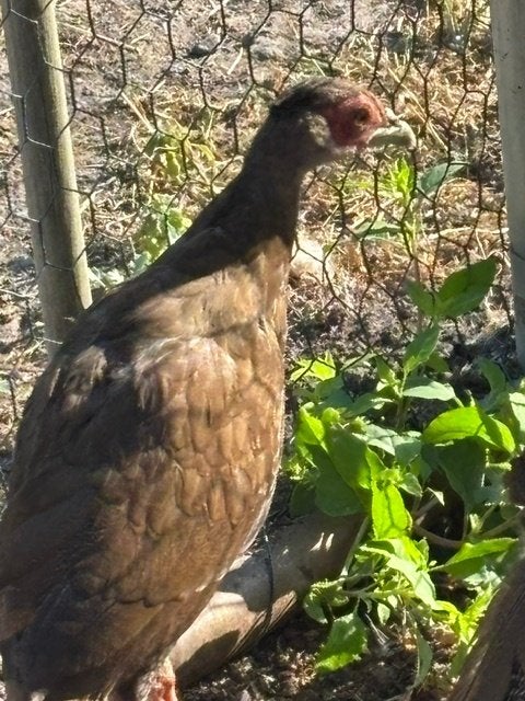 fazanten, Dieren en Toebehoren
