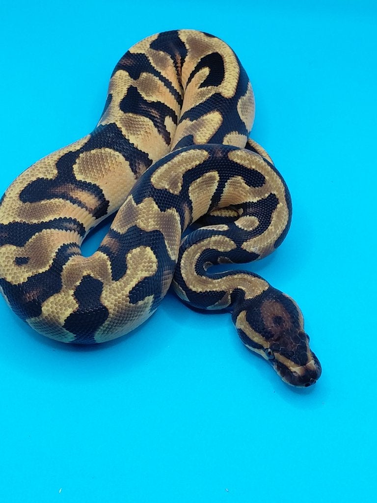 orange dream yellow belly het pied / desert ghost, Dieren en Toebehoren, Slang, 0 tot 2 jaar