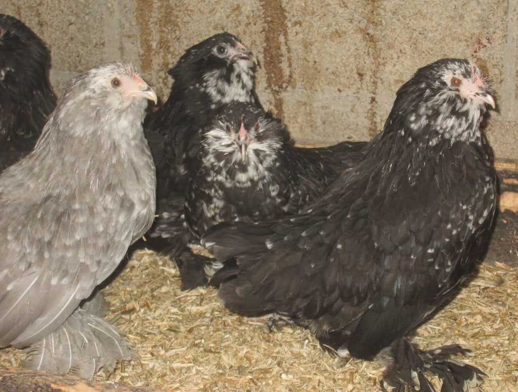 Ukkelse baardkrielen, Dieren en Toebehoren, Pluimvee, Meerdere dieren, Kip