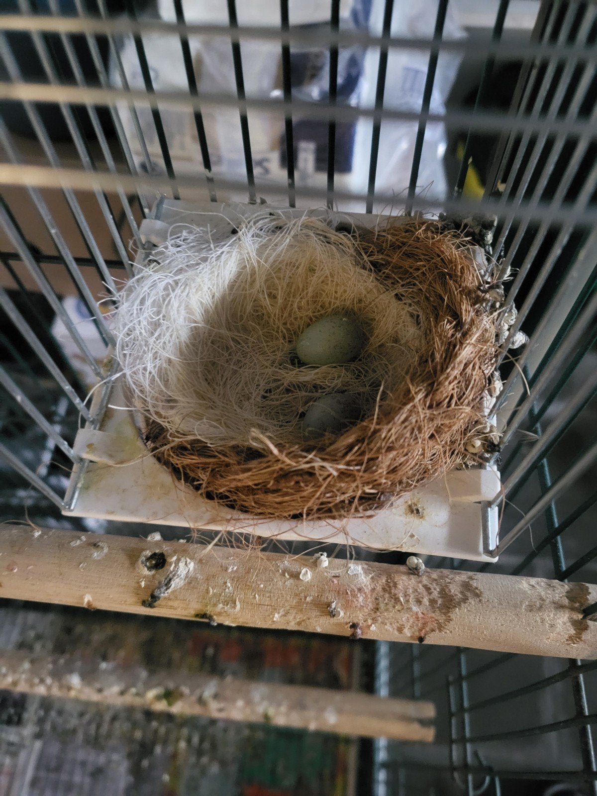 couple canaris met 2 eieren, Animaux & Accessoires, Oiseaux | Canaris