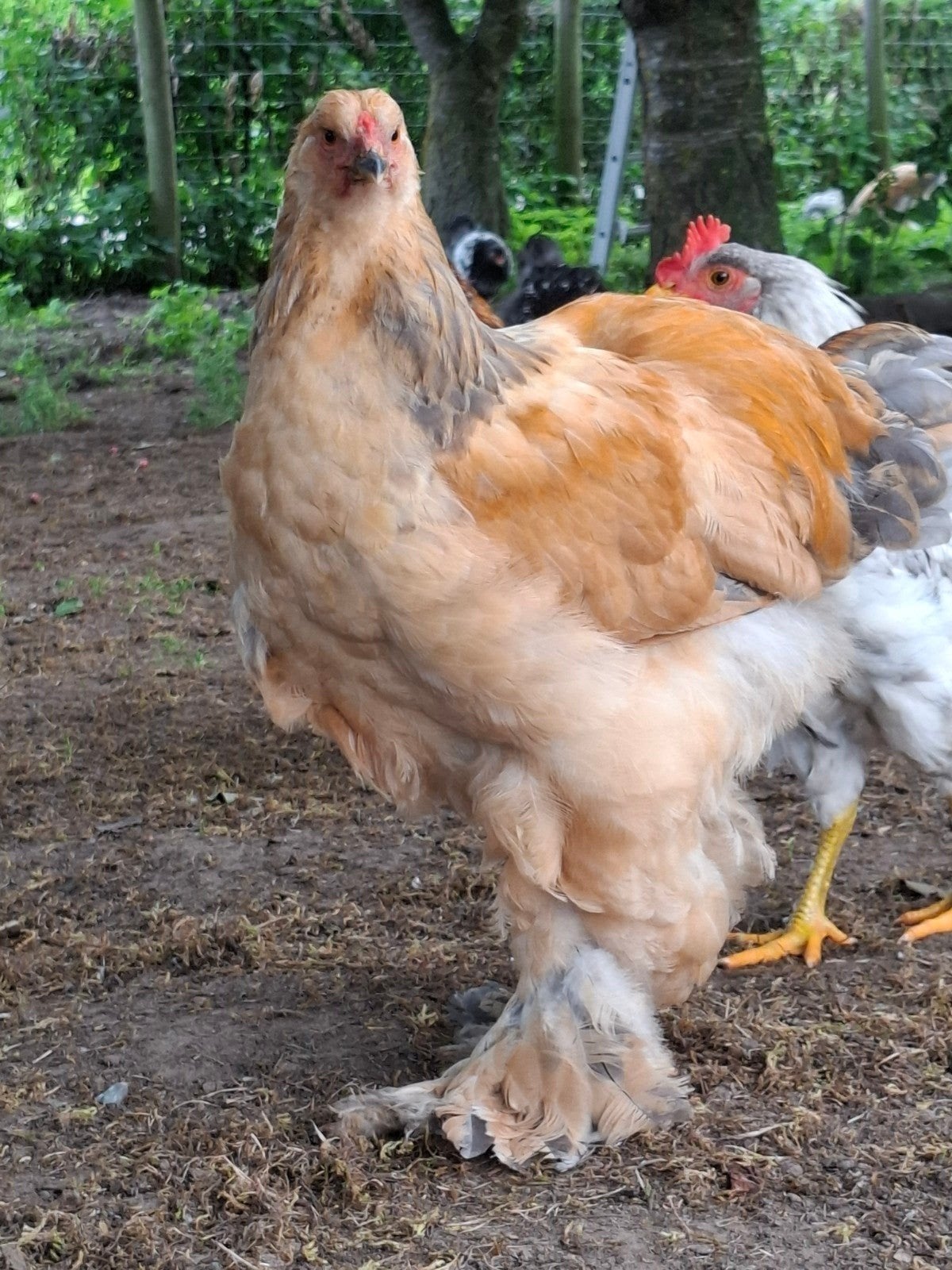 Brahma hanen columbia buff blauw en zwart, Dieren en Toebehoren, Pluimvee, Mannelijk, Kip