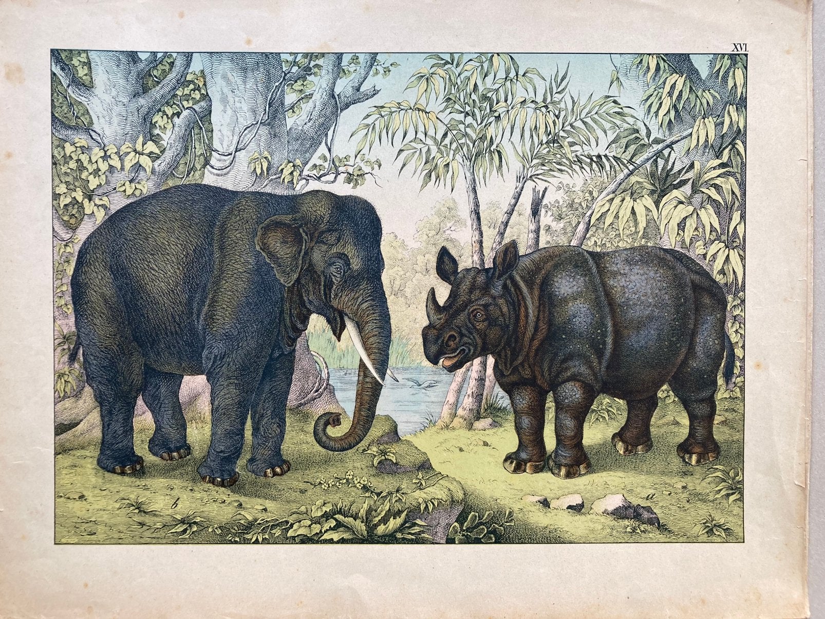 Verzameling originele chromolithografieën Schreiber 1886, Antiek en Kunst, Kunst | Litho's en Zeefdrukken, Ophalen of Verzenden