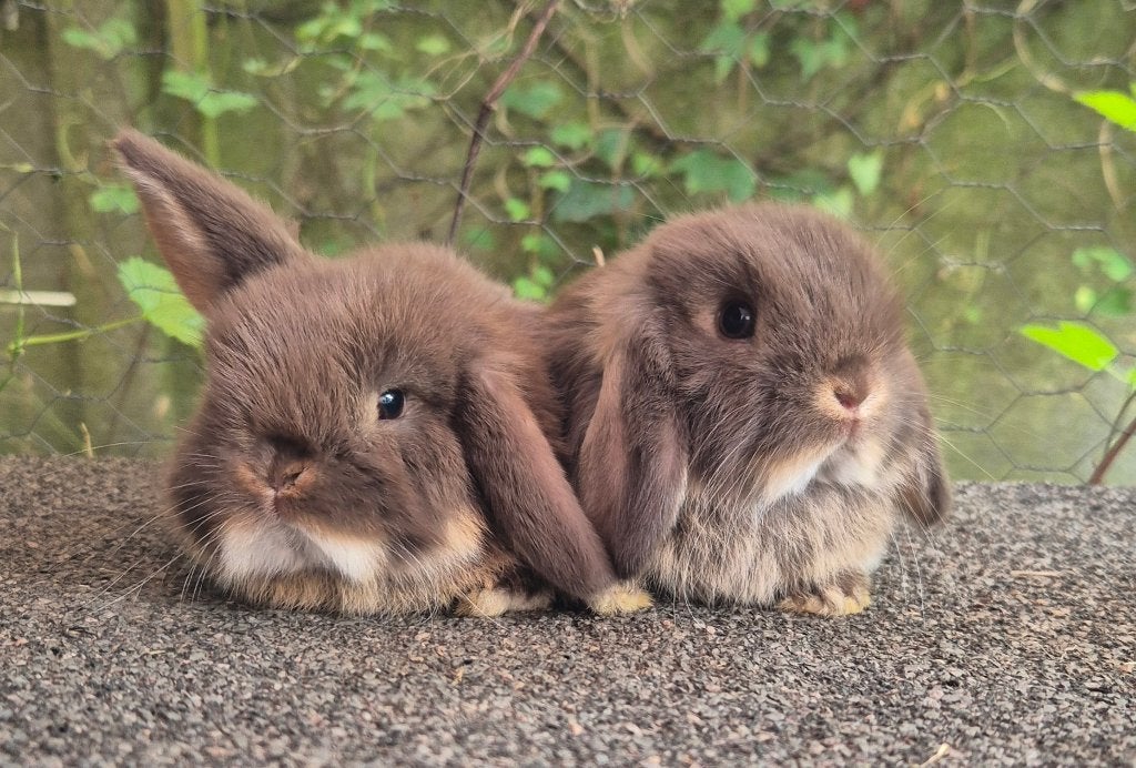 NHD KOPPELTJE, Dieren en Toebehoren, Meerdere dieren, Dwerg, Hangoor, 0 tot 2 jaar