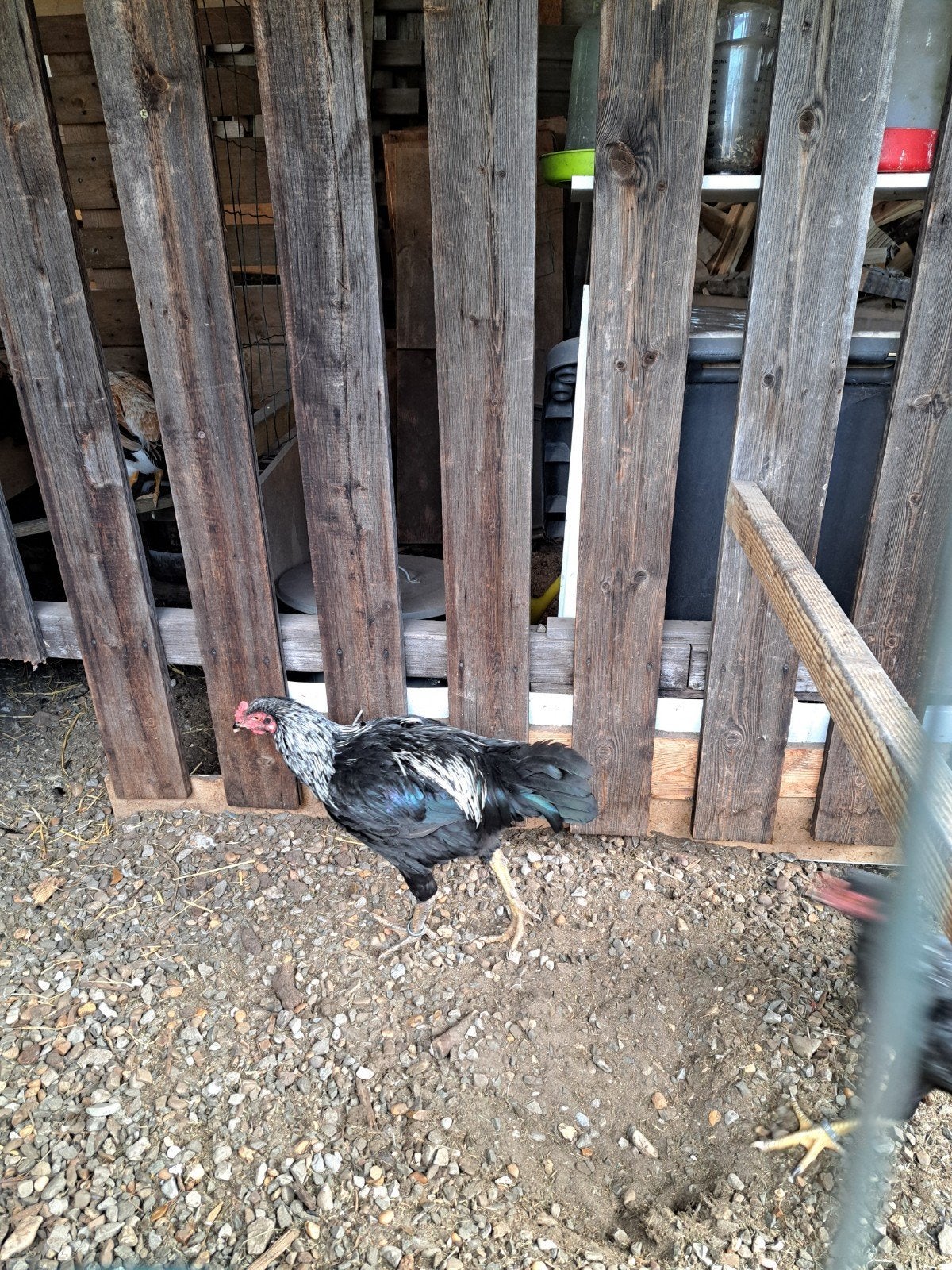 Shamo Haan met 2 hennen, Dieren en Toebehoren, Pluimvee, Meerdere dieren, Kip