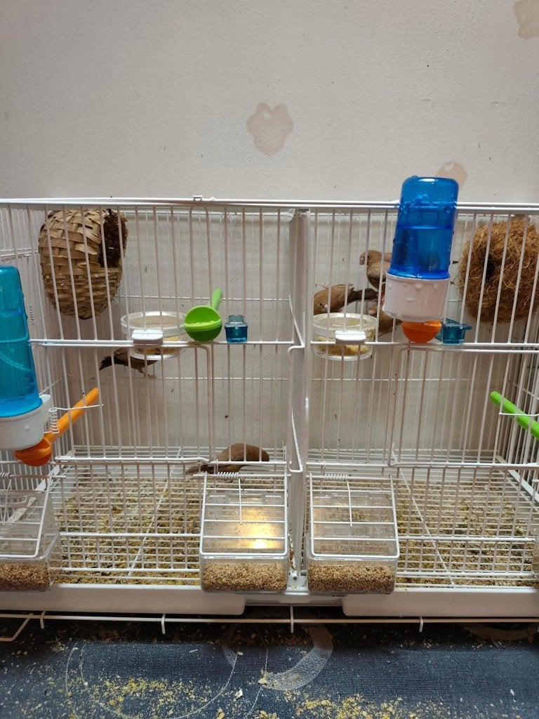Kanaries en exoten, Meerdere dieren, Kleurkanarie
