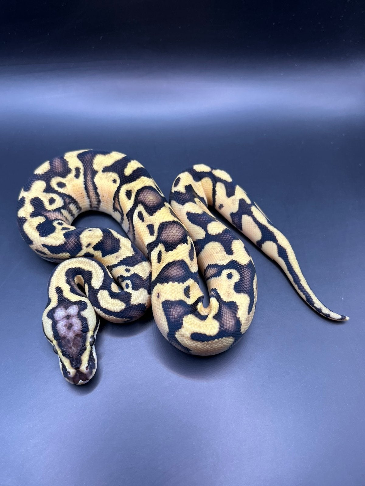 Sale Antwerpen Div.Koningspythons,Ball Python,Python Regius Ball Python photo 12