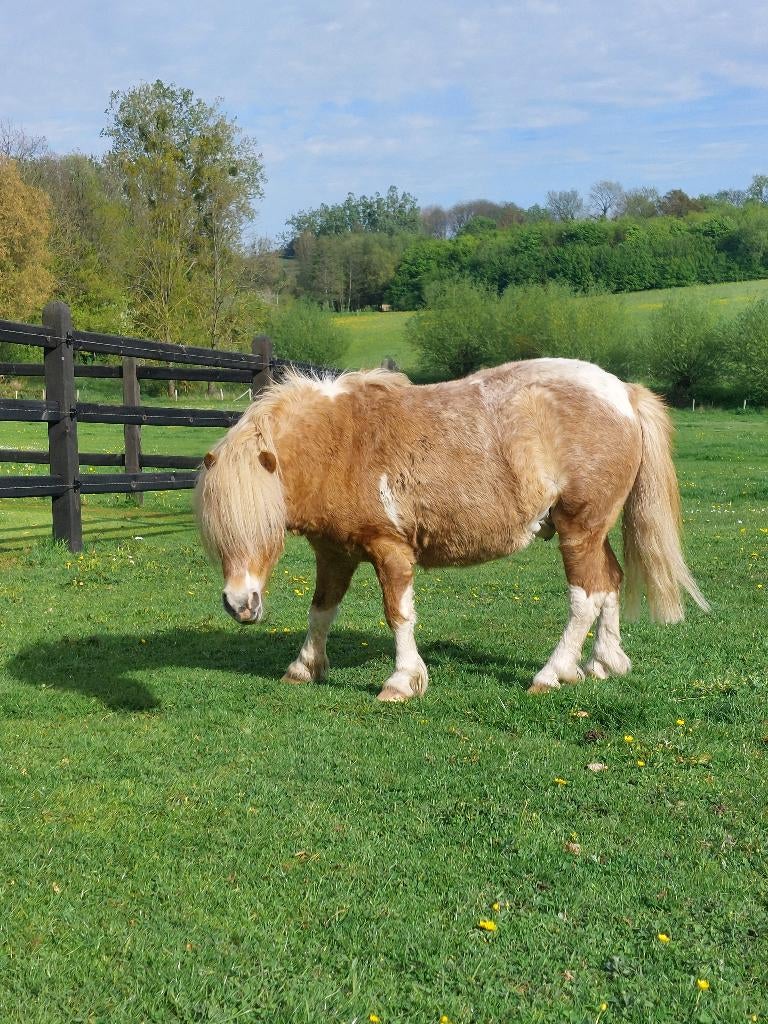 Bonte shetlander ruin 3 jaar, Dieren en Toebehoren, Gechipt, Ruin, Niet van toepassing, A pony (tot 1.17m)