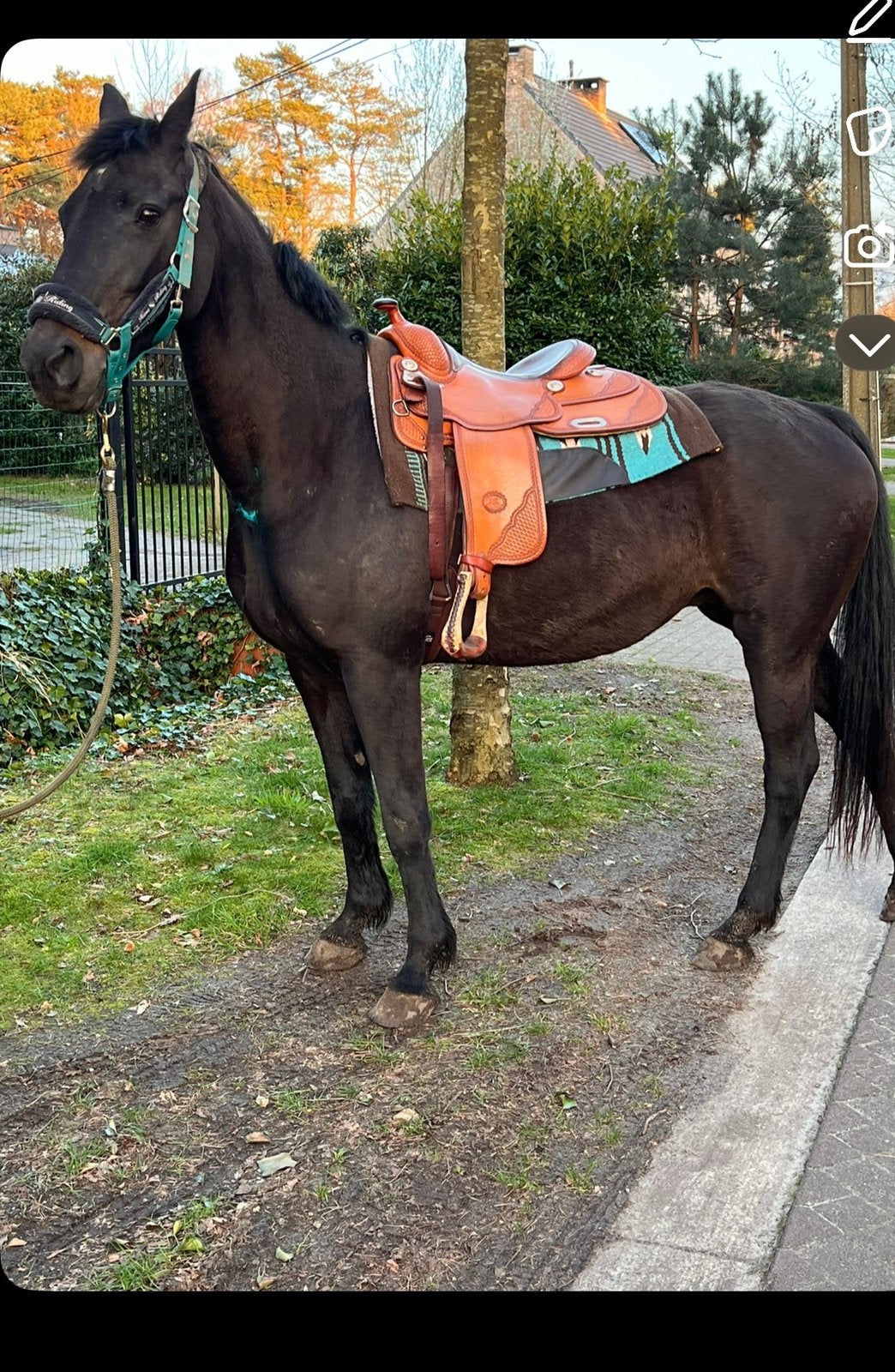 Lieve merrie van 23jaar, Jument, Avec pedigree