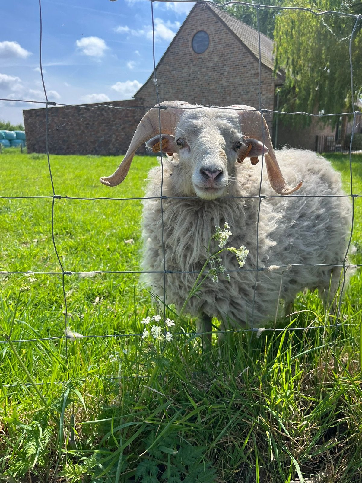 Ouessant rammen te koop, Mâle, Mouton, 0 à 2 ans