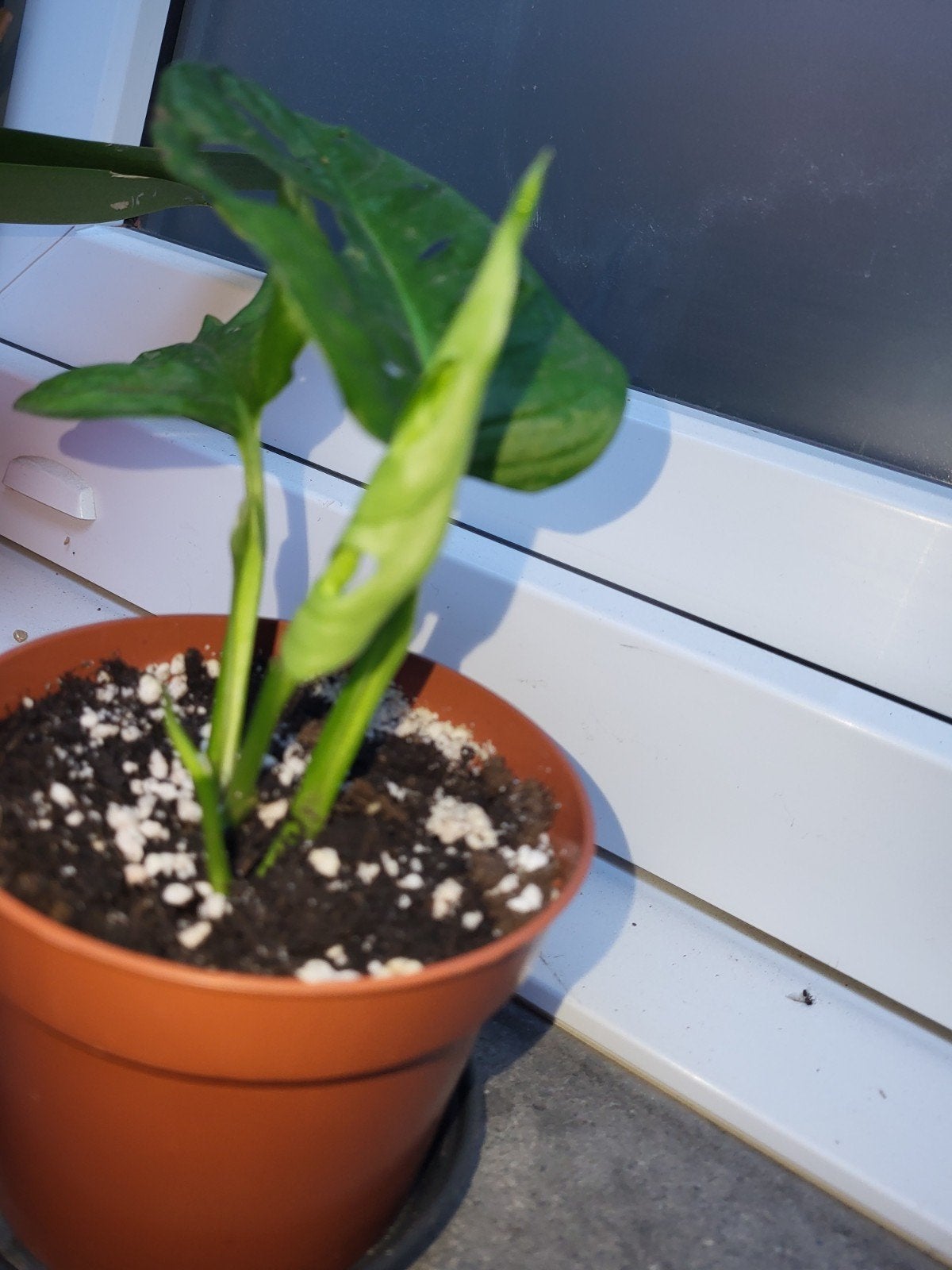 monstera adansonii, Jardin & Terrasse, Printemps, Enlèvement, Mi-ombre, Plante fixe