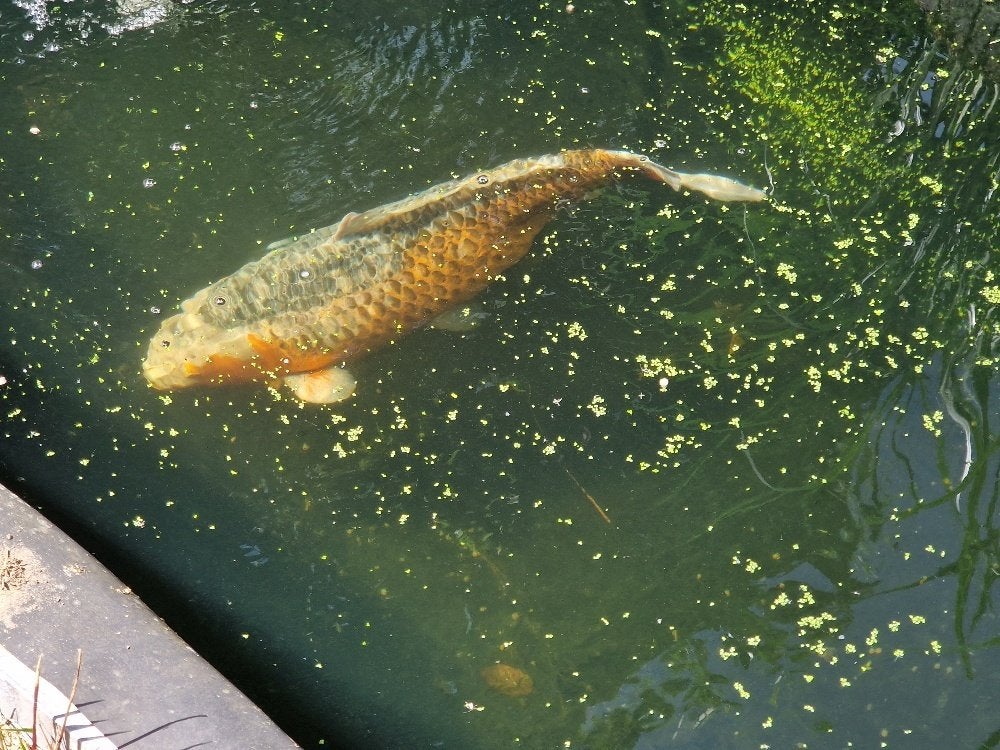 Asagi koi, Dieren en Toebehoren, Vissen | Vijvervissen, Karper of Koi