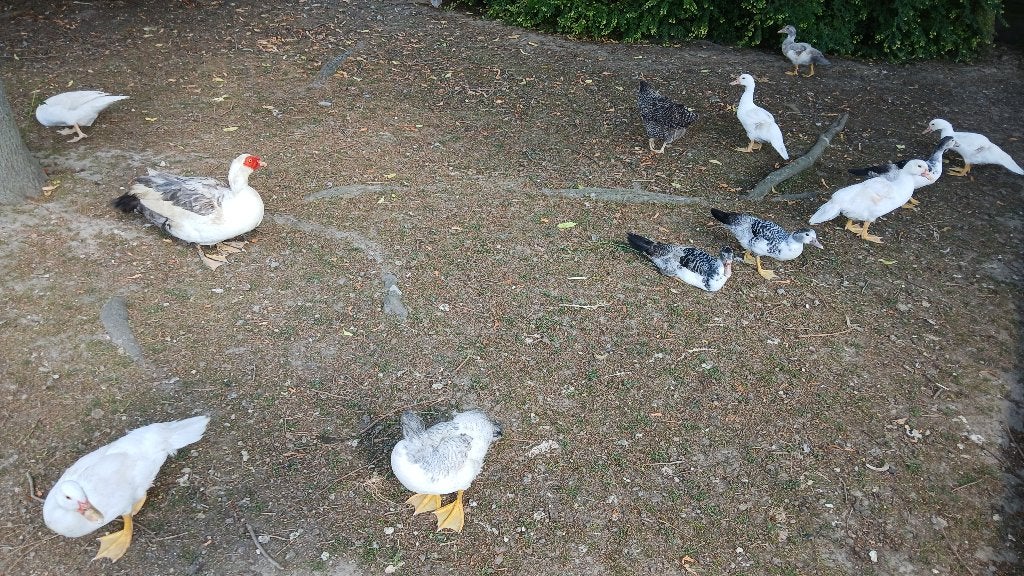 eenden, Dieren en Toebehoren, Pluimvee, Meerdere dieren, Eend