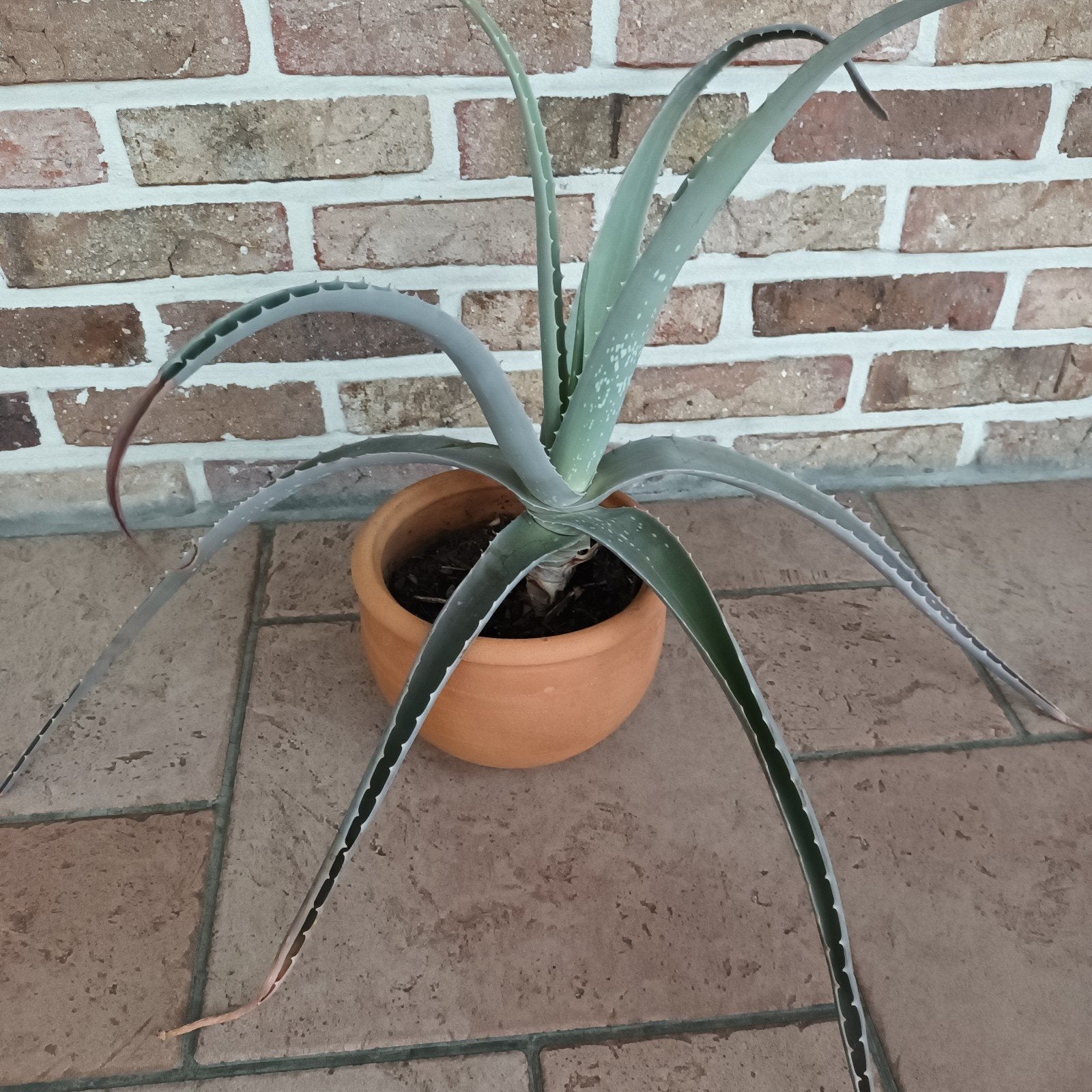 Aloe vera in pot, Huis en Inrichting, Kamerplanten, Ophalen, In pot