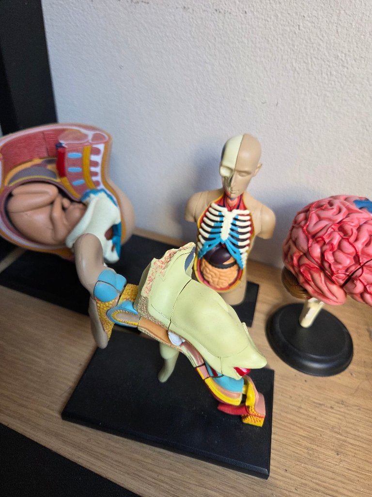 Anatomische figuren, Diversen, Schoolbenodigdheden, Ophalen of Verzenden, Zo goed als nieuw