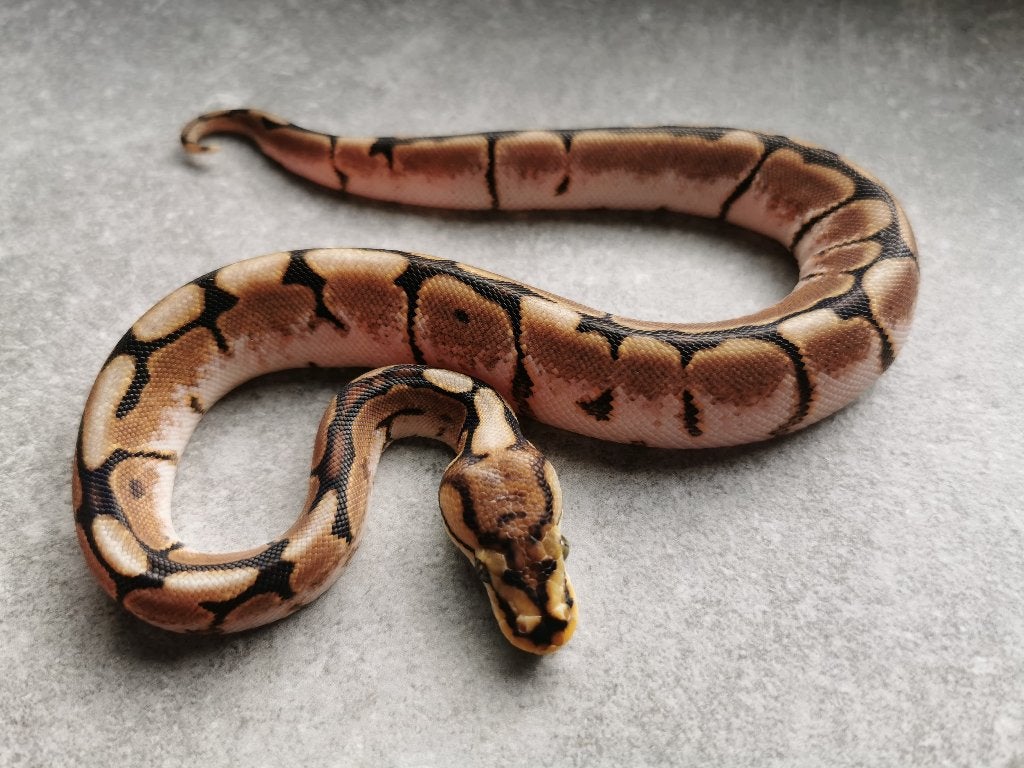 koningspython; python regius; 1.0 Spider (pos. het Biebald) Ball Python photo 2