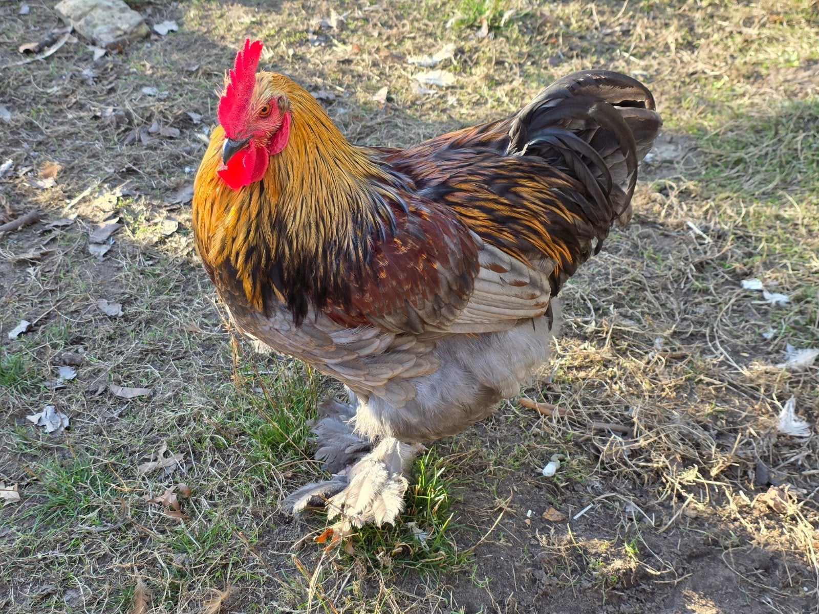 Groenlegger haan van '25, Dieren en Toebehoren, Pluimvee