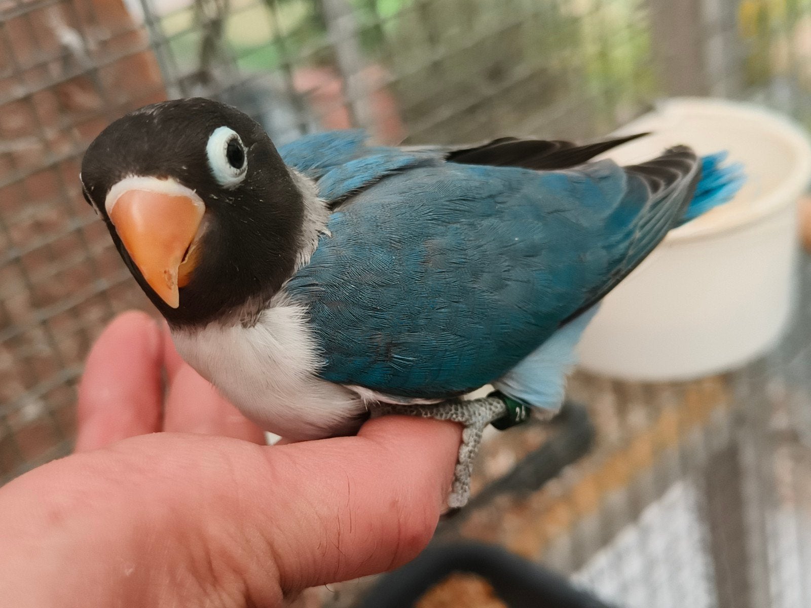 jonge personata blauw, Dieren en Toebehoren, Geringd