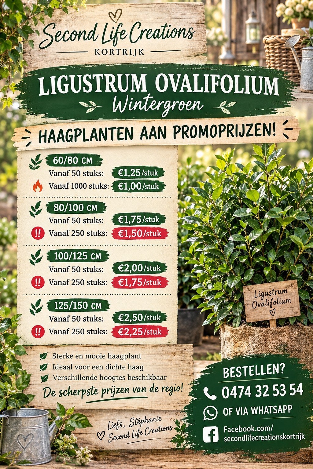 ‼️Ligustrum Ovalifolium aan promoprijzen ‼️, Ophalen, Haag
