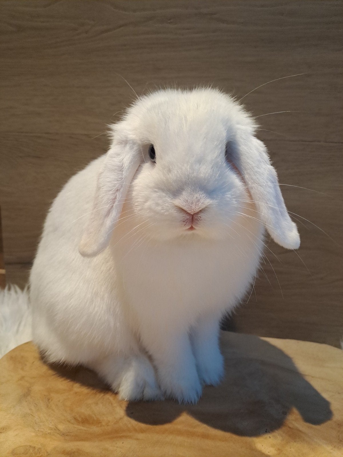 BEW minilop voedster, Femelle, Nain, Oreilles tombantes, 0 à 2 ans