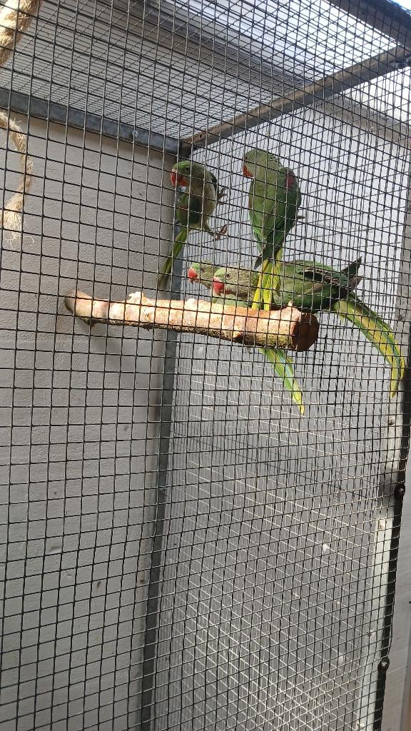 Split blauwe alexander man, Dieren en Toebehoren, Vogels | Parkieten en Papegaaien, Mannelijk, Parkiet, Geringd