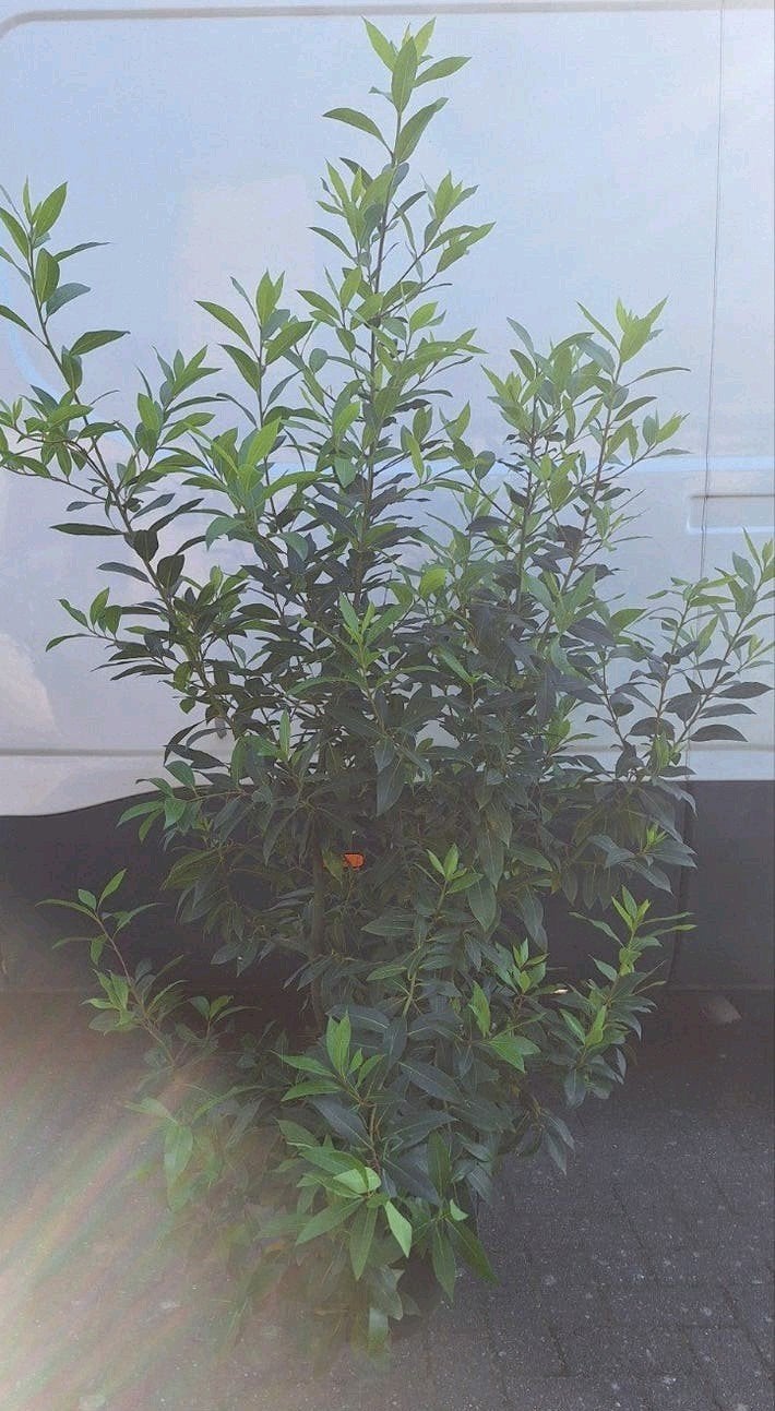 Keukenlaurier, Laurus nobilis, struik, kruiden, 150+ hoog., Ophalen