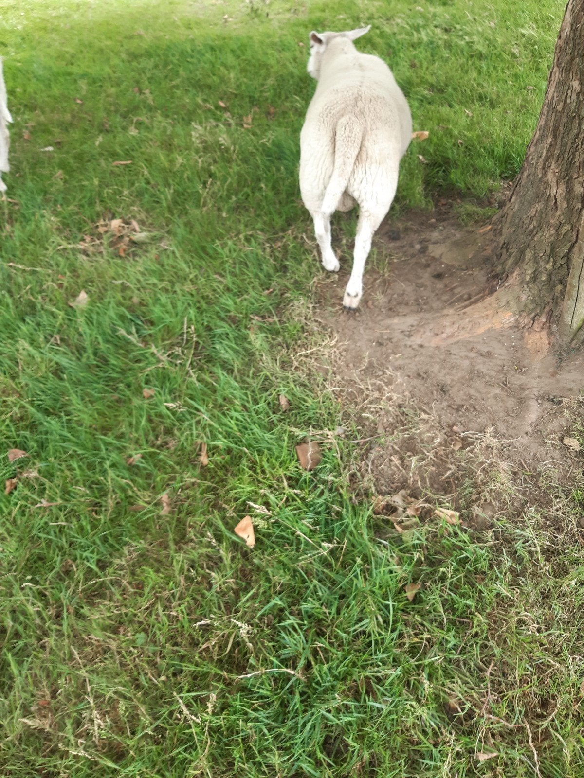 Schapebok, Dieren en Toebehoren, Mannelijk, Schaap, 0 tot 2 jaar