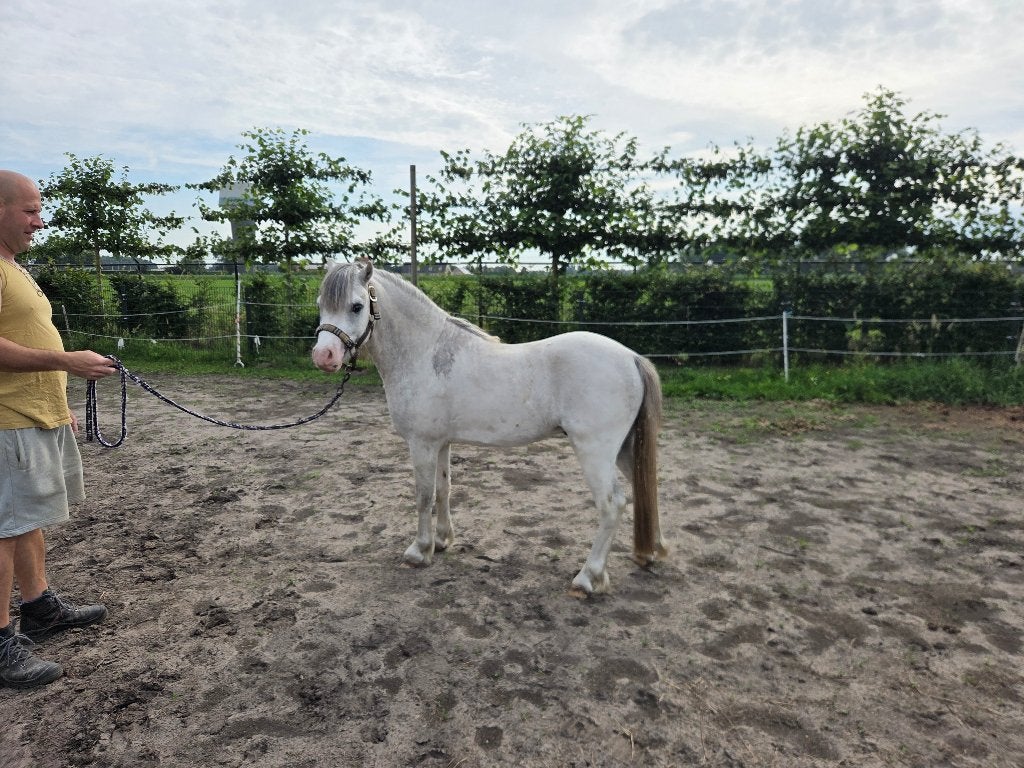 2 jarige Welsh A hengst, Met stamboom, 0 tot 2 jaar, Hengst, B pony (1.17m tot 1.27m)