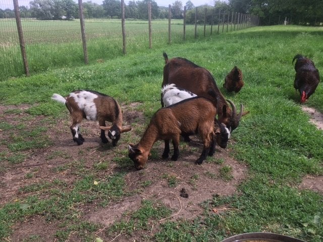 geitenbok, Dieren en Toebehoren, Schapen, Geiten en Varkens, Mannelijk, Geit, 0 tot 2 jaar