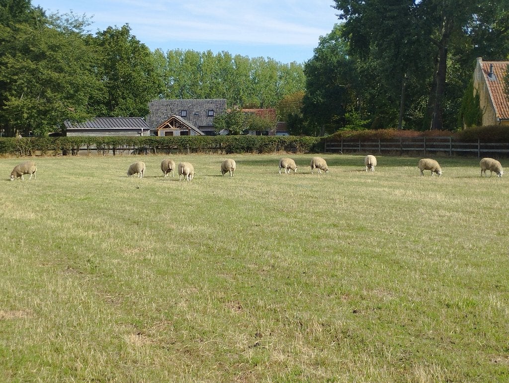 Beste zware dekrammen kruising, Animaux & Accessoires, Moutons, Chèvres & Cochons, Mâle, Mouton, 0 à 2 ans