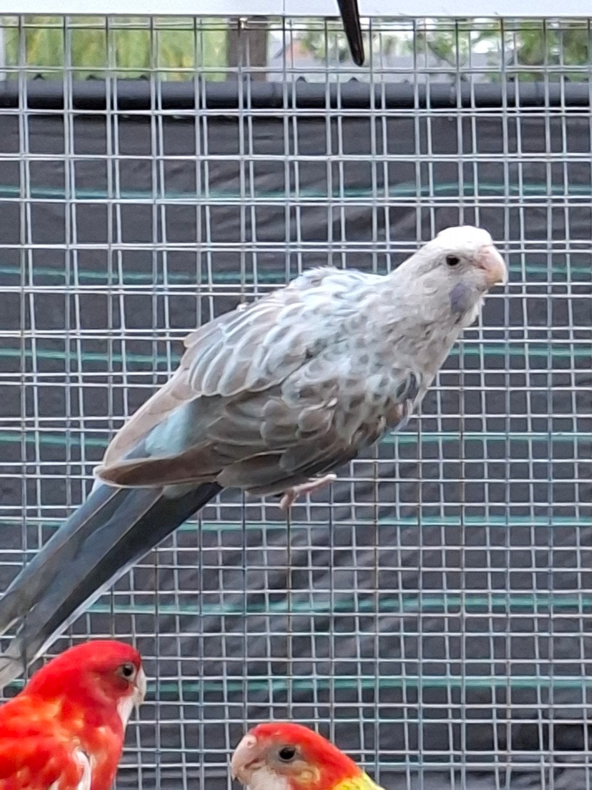 rosella pop, Dieren en Toebehoren