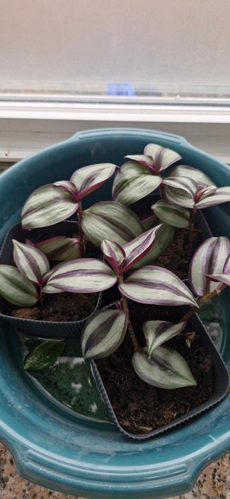 Mooi  plantjes sier netels en hang plantjes, Ophalen