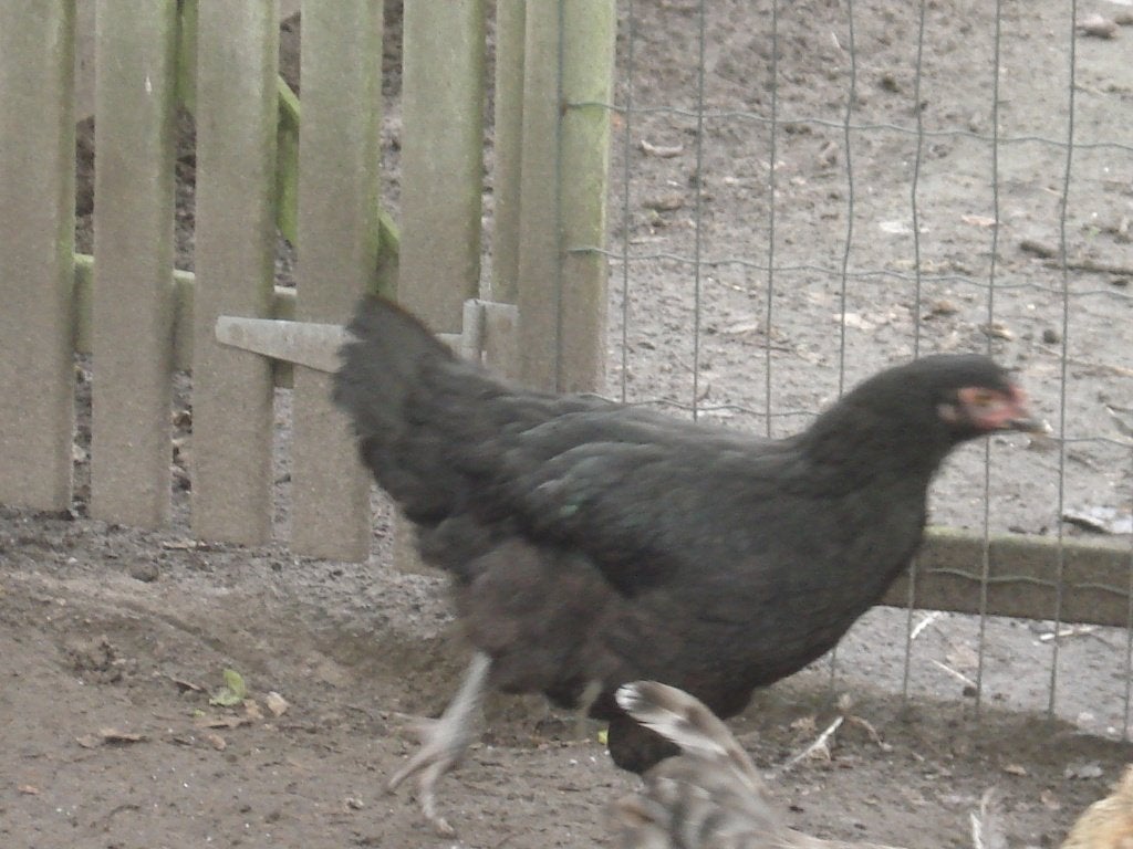 zwarte marans hen, Dieren en Toebehoren, Vrouwelijk, Kip