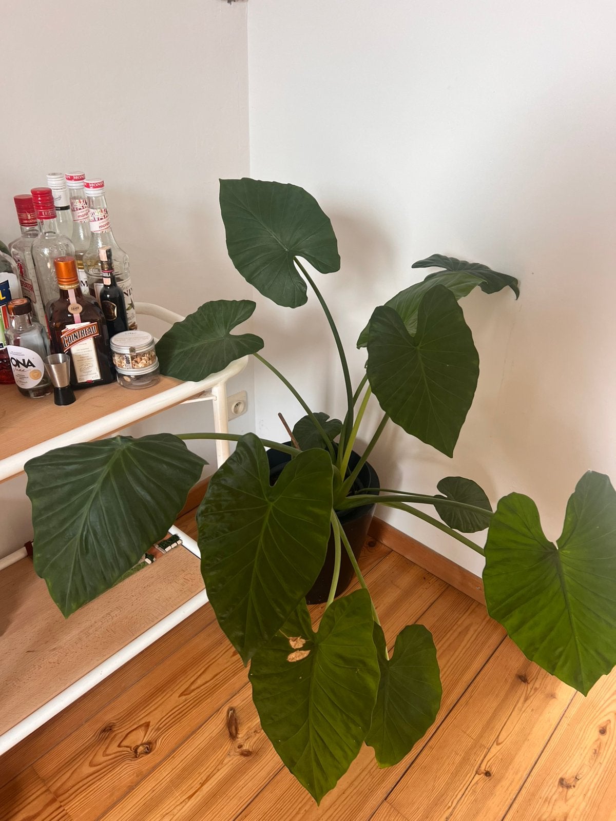 Grote alocasia/olifantsoor, Ophalen