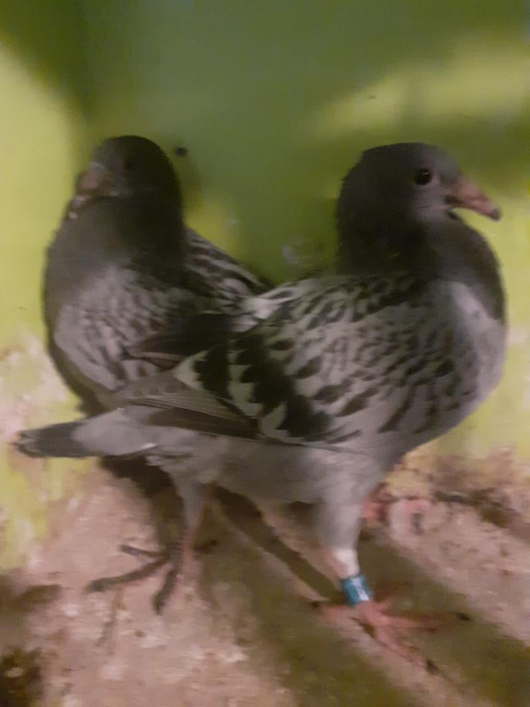 jonge vlieg duiven, Dieren en Toebehoren