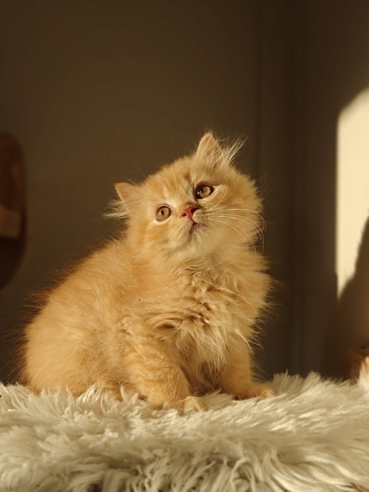 Onmiddellijk beschikbaar, Britse korthaar, Plusieurs animaux, Avec pedigree, 0 à 2 ans