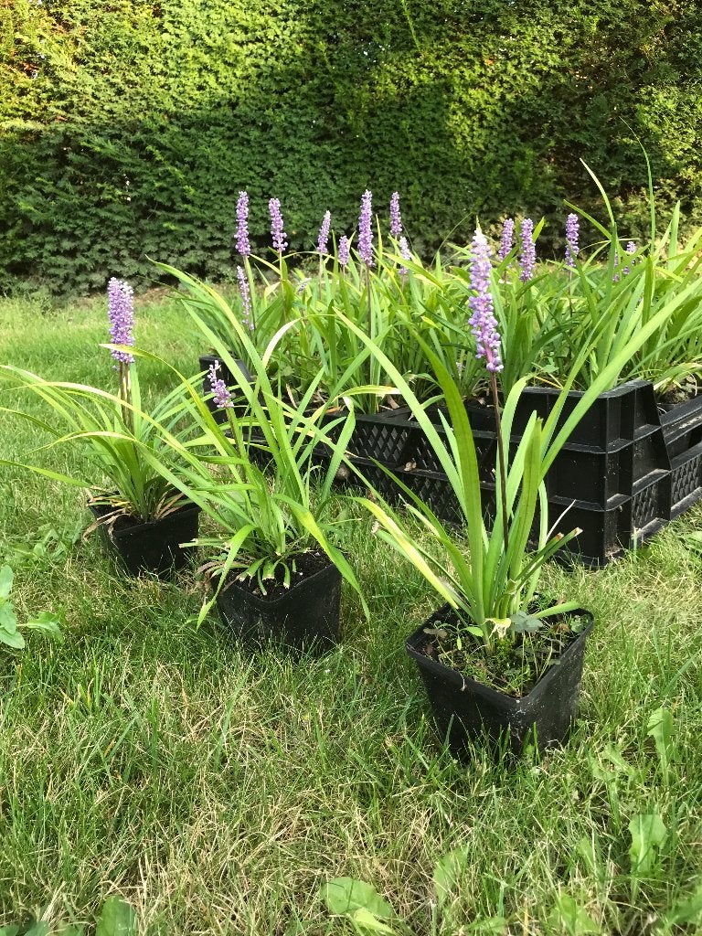 Liriope muscari, Vaste plant, Halfschaduw, Zomer, Ophalen