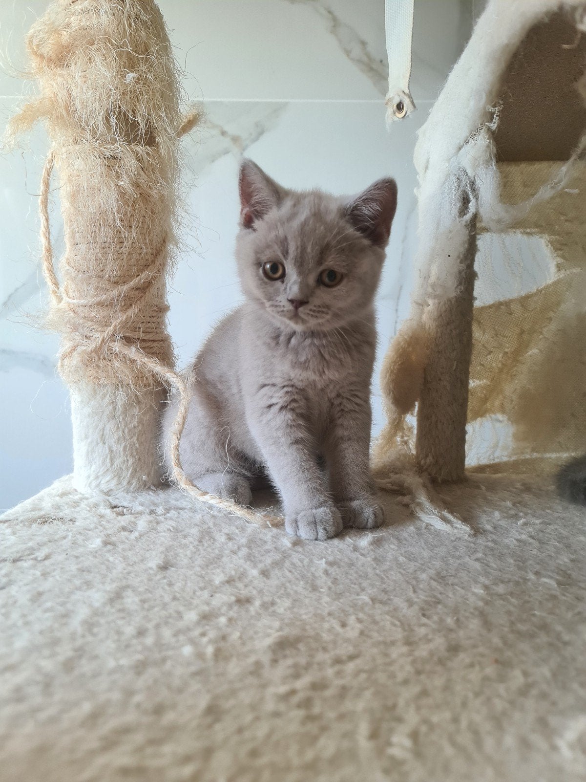 Prachtige brits korthaar kittens ( vrouwtjes), Chatte ou Chat, Vermifugé, 0 à 2 ans