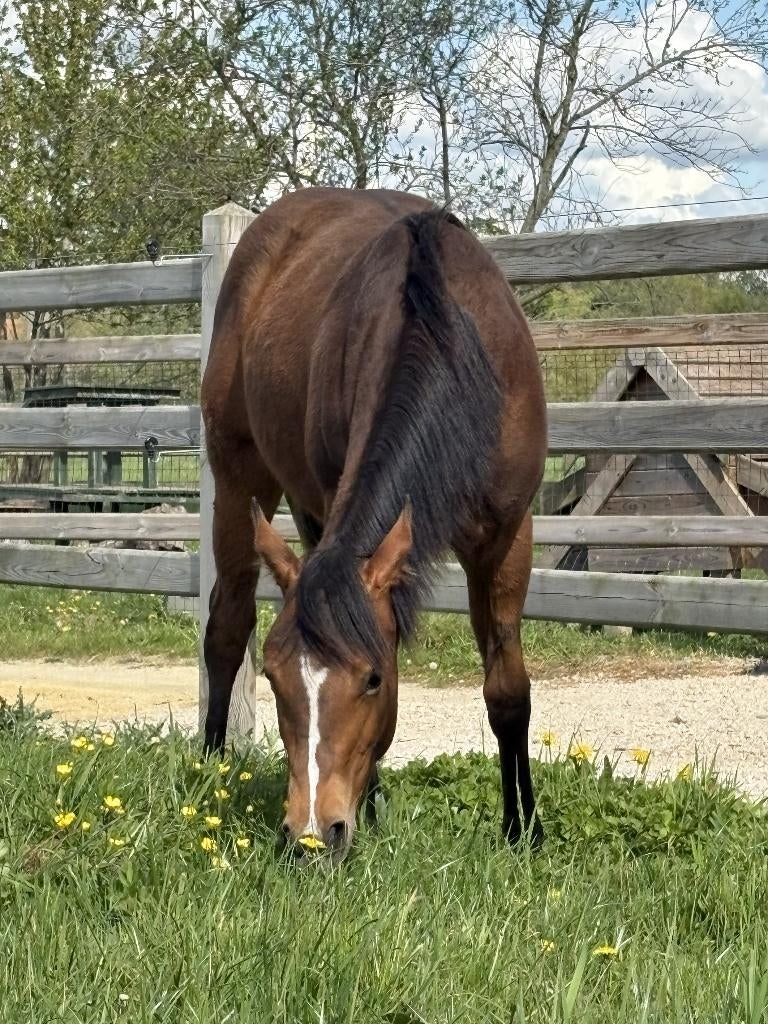 AQHA jaarling quarter merrie, Dieren en Toebehoren, Merrie, Minder dan 160 cm, Met stamboom, 0 tot 2 jaar