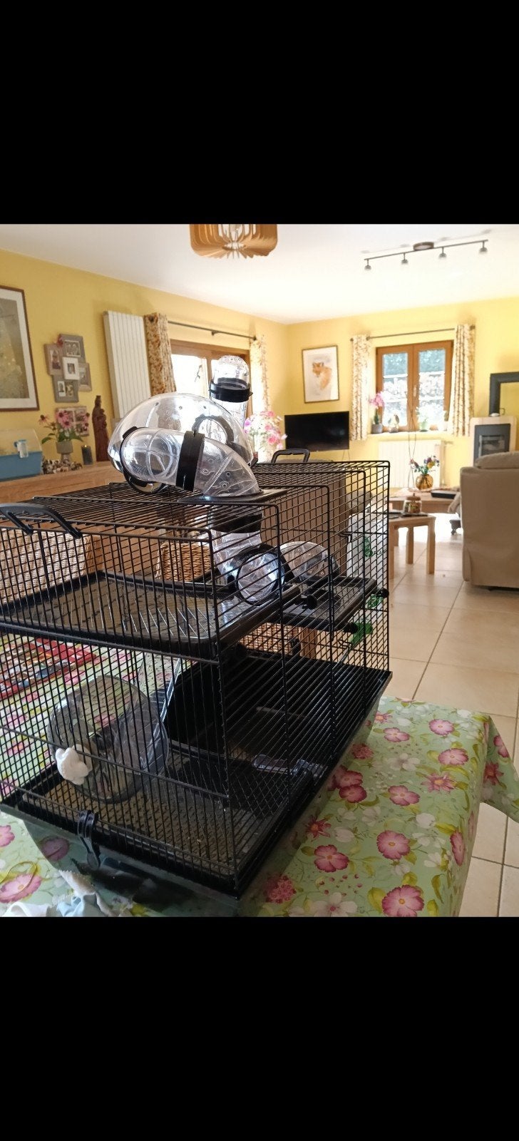 cage complète hamster, souris..., Animaux & Accessoires, Enlèvement, Cage, Hamster