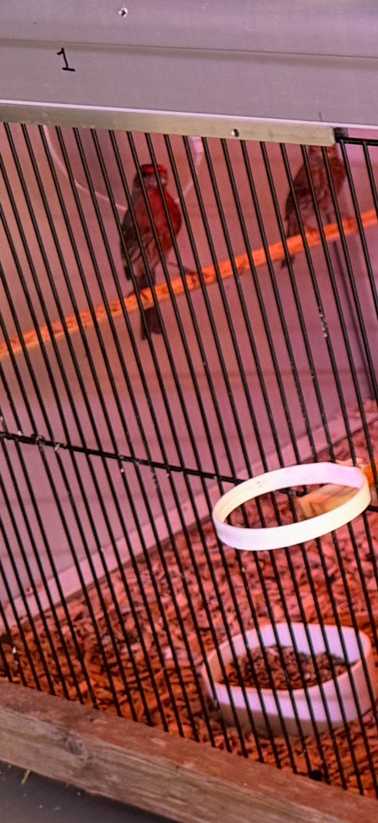 Te koop vinken & gold amedines & lijsters, Dieren en Toebehoren, Vogels | Kanaries, Mannelijk