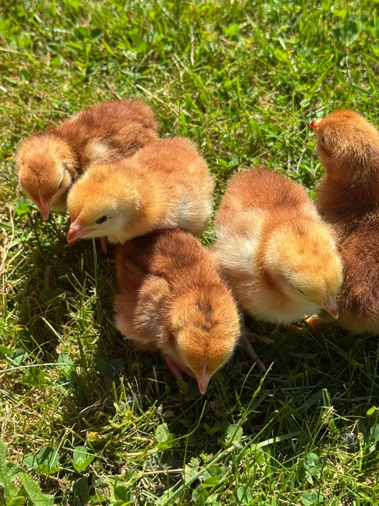Red island kuikens, Poule ou poulet