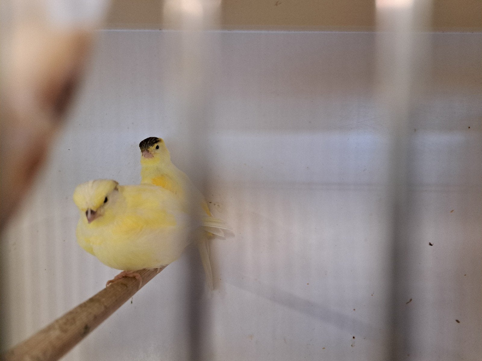 kanaries, Dieren en Toebehoren, Geslacht onbekend