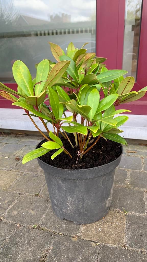 Skimmia japonica,, Tuin en Terras, Ophalen