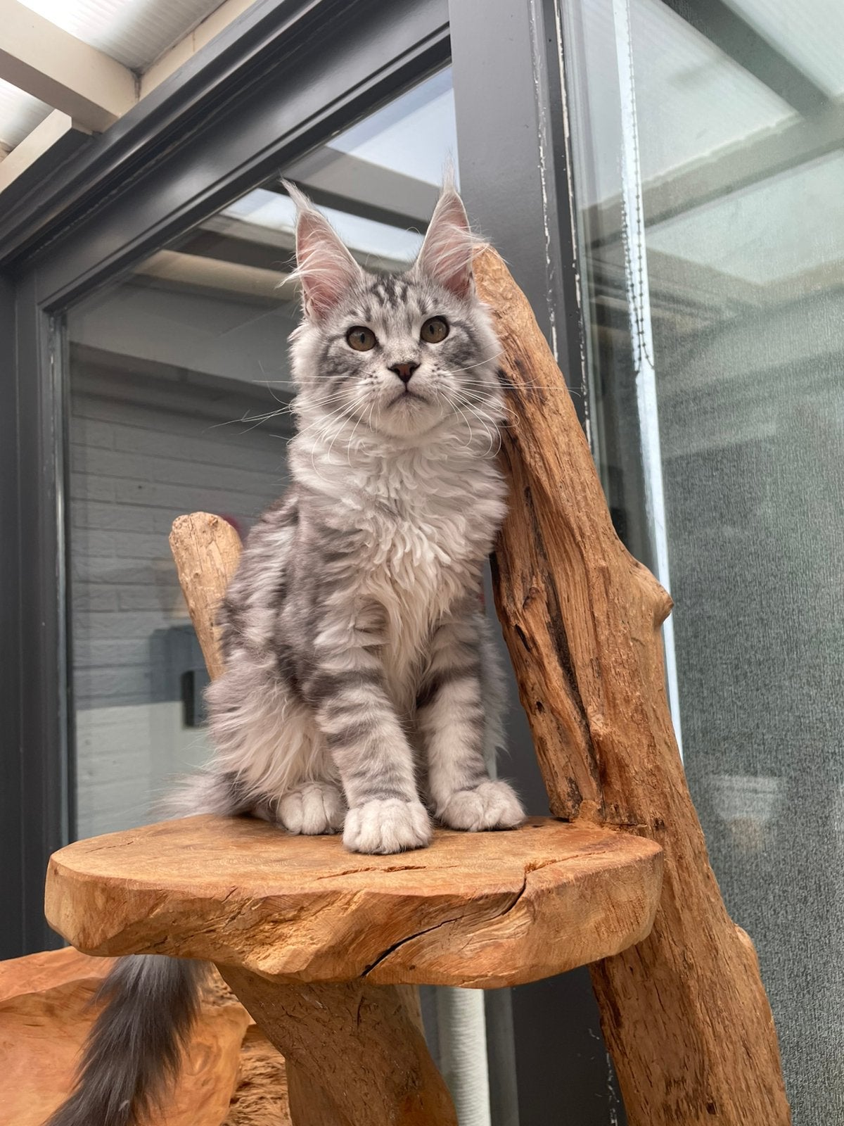 Maine coon, Poes, Met stamboom, 0 tot 2 jaar