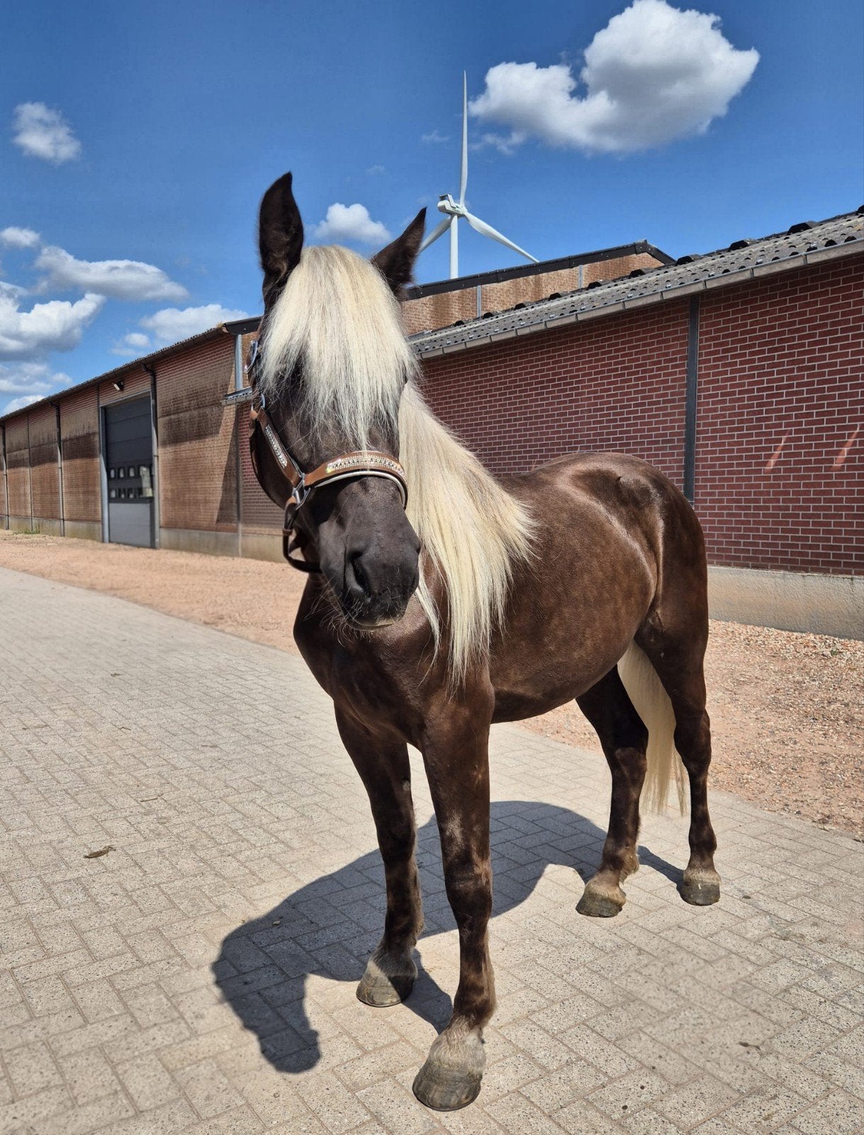 zeer mooie brave merrie, Dieren en Toebehoren, Merrie