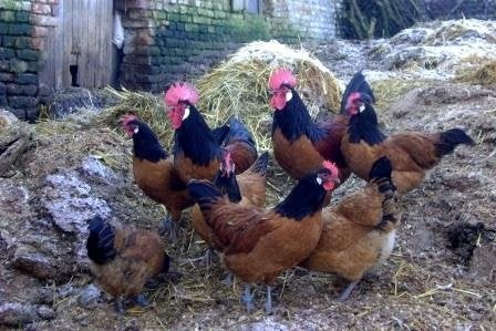 Vorwerk Hennen, Animaux & Accessoires, Volatiles, Plusieurs animaux, Poule ou poulet