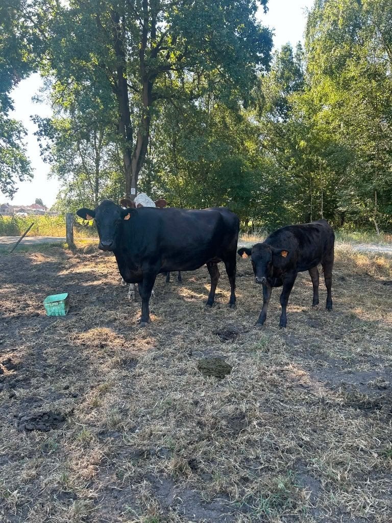 Drachtige Waguy koeien met kalf (raszuiver), Dieren en Toebehoren, Meerdere dieren