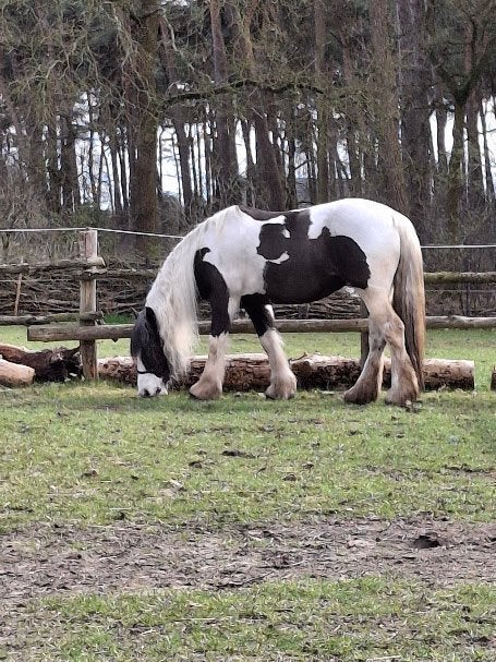 paarden, Merrie, Zadelmak, Gechipt